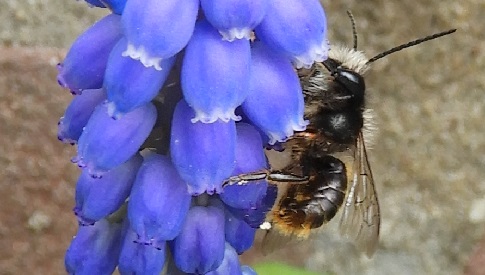 ‘Wat groeit of leeft daar in Nieuwegein’