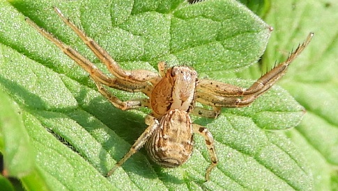 ‘Wat groeit of leeft daar in Nieuwegein’