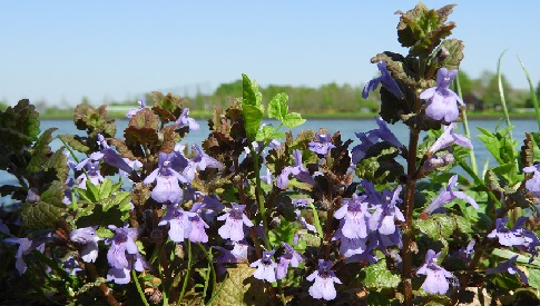 ‘Wat groeit of leeft daar in Nieuwegein’