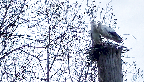 ‘Foto van de week’