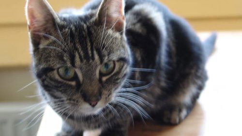 Vermiste en gevonden dieren week 19