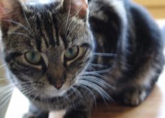 Vermiste en gevonden dieren week 4