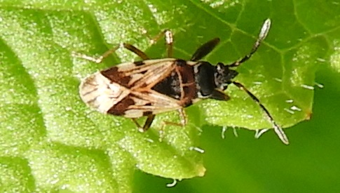 ‘Wat groeit of leeft daar in Nieuwegein’