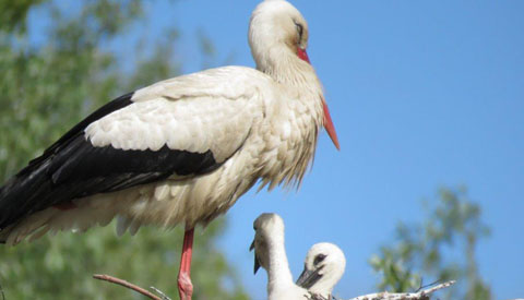 Jonge ooievaars in Galecop worden volgende maand geringd
