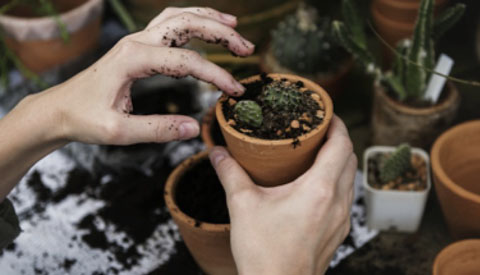 Een mooie tuin met weinig werk: zo doe je dat!