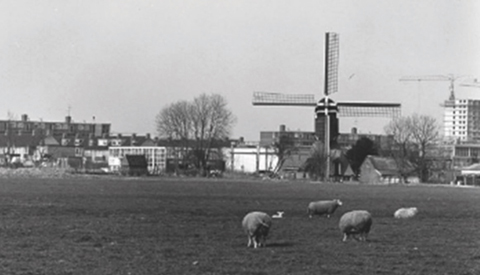 Toen & Nu: ‘Schapen in de binnenstad van ……….’