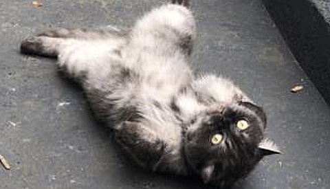 Vermiste en gevonden dieren week 21