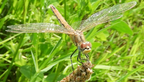 ‘Wat groeit of leeft daar in Nieuwegein’
