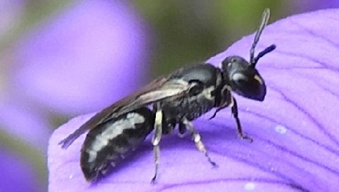 ‘Wat groeit of leeft daar in Nieuwegein’