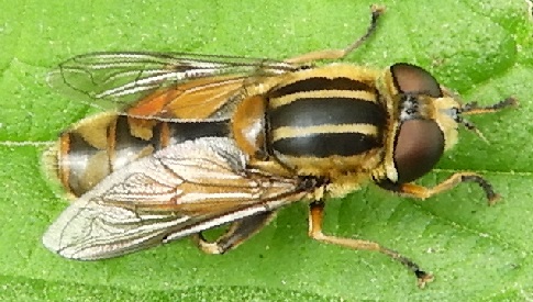 ‘Wat groeit of leeft daar in Nieuwegein’