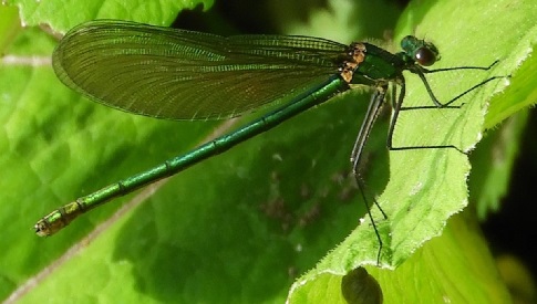 ‘Wat groeit of leeft daar in Nieuwegein’