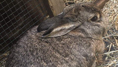 Vermiste en gevonden dieren week 24