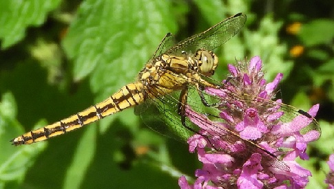 ‘Wat groeit of leeft daar in Nieuwegein’