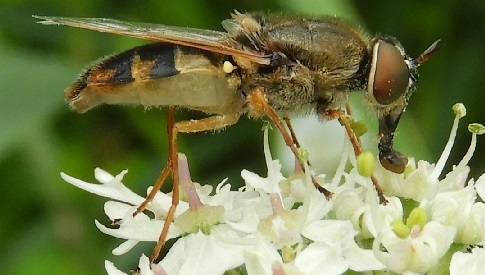 ‘Wat groeit of leeft daar in Nieuwegein’