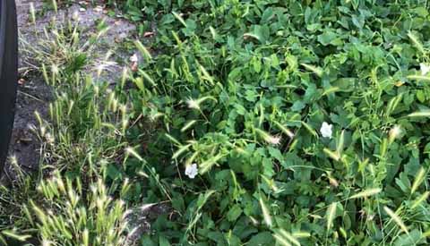 Inwoners ontevreden over het groenonderhoud in Nieuwegein