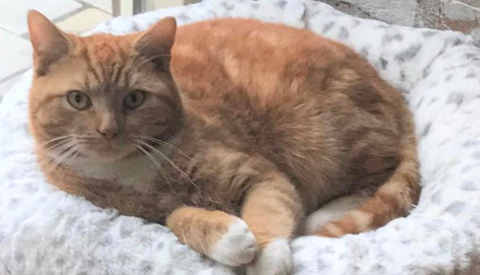 Vermiste en gevonden dieren week 27