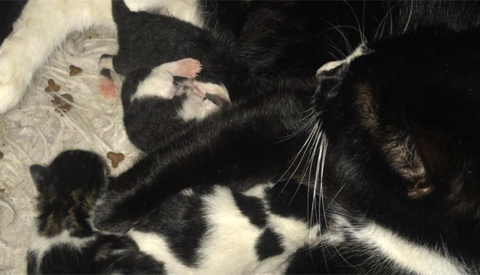 Poes verstopt haar vier kittens buiten en zijn onvindbaar