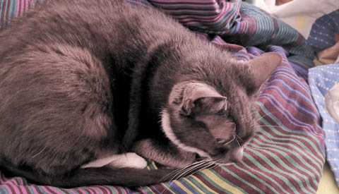 Vermiste en gevonden dieren week 26