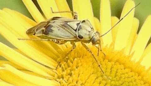 ‘Wat groeit of leeft daar in Nieuwegein’