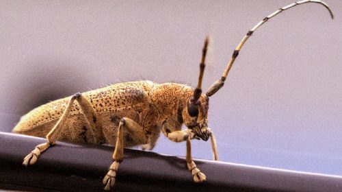 ‘Wat groeit of leeft daar in Nieuwegein’