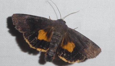 Nachtvlindernacht met het IVN Nieuwegein-Ijsselstein.e.o.