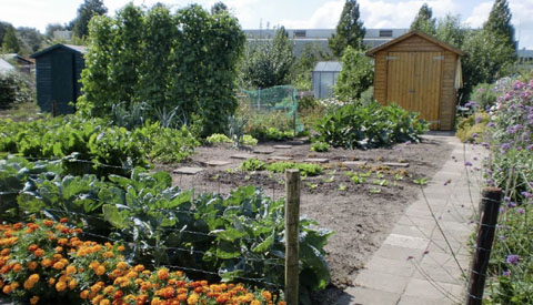 Amateur Tuinders Vereniging ‘Ons Belang’ viert 50-jarig bestaan