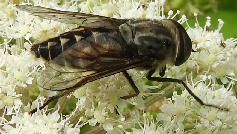 ‘Wat groeit of leeft daar in Nieuwegein’