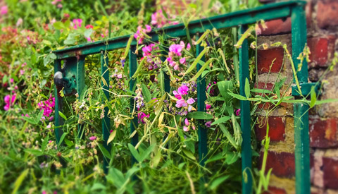 Tuinpoorten en tuindeuren