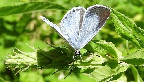 ‘Wat groeit of leeft daar in Nieuwegein’