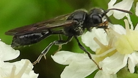 ‘Wat groeit of leeft daar in Nieuwegein’