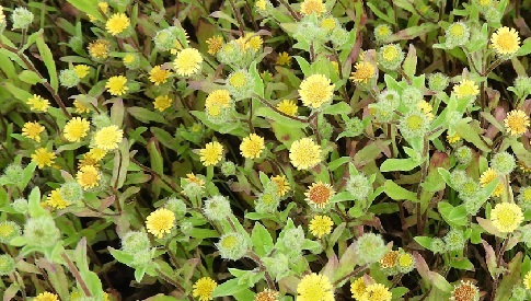 ‘Wat groeit of leeft daar in Nieuwegein’