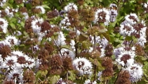 ‘Wat groeit of leeft daar in Nieuwegein’