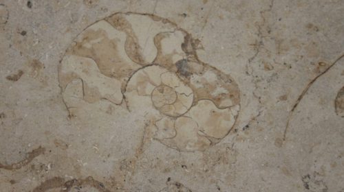 PLUS-café: ‘Fossielenrondleiding op Cityplaza’