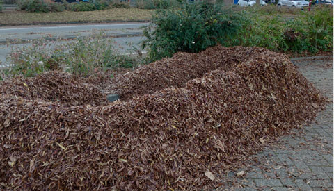 ‘Foto van de week’