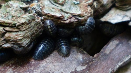 Verbod op het gebruik van gif tegen ongedierte nadert