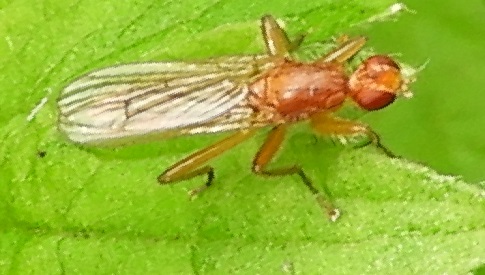 ‘Wat groeit of leeft daar in Nieuwegein’