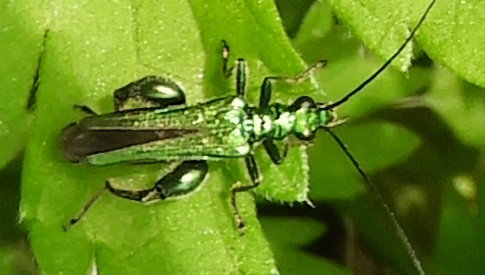 ‘Wat groeit of leeft daar in Nieuwegein’
