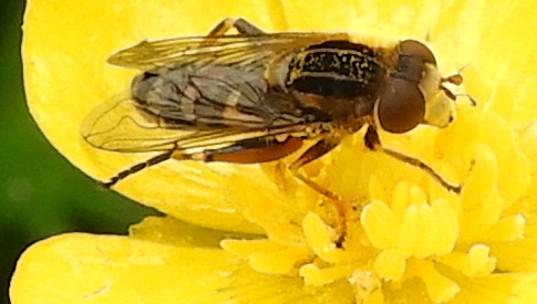 ‘Wat groeit of leeft daar in Nieuwegein’