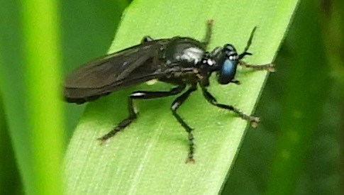 ‘Wat groeit of leeft daar in Nieuwegein’