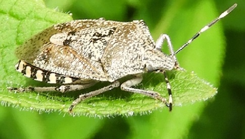 ‘Wat groeit of leeft daar in Nieuwegein’