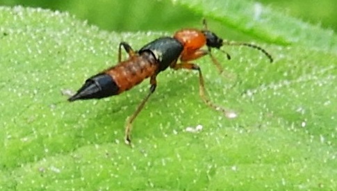 ‘Wat groeit of leeft daar in Nieuwegein’