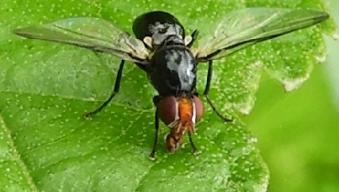 ‘Wat groeit of leeft daar in Nieuwegein’