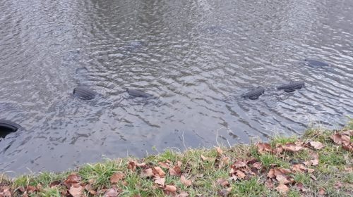 ‘Foto van de week’