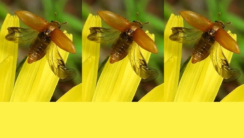 ‘Wat groeit of leeft daar in Nieuwegein’