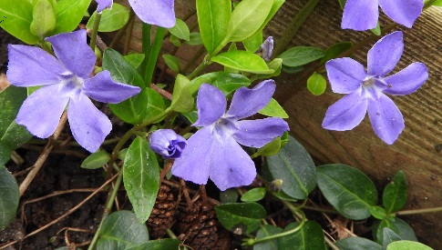 ‘Wat groeit of leeft daar in Nieuwegein’