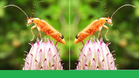 ‘Wat groeit of leeft daar in Nieuwegein’