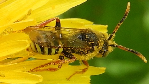 ‘Wat groeit of leeft daar in Nieuwegein’