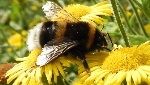 ‘Wat groeit of leeft daar in Nieuwegein’