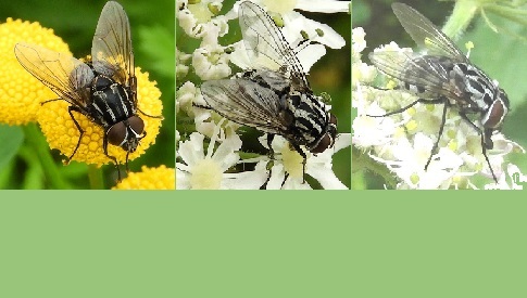 ‘Wat groeit of leeft daar in Nieuwegein’