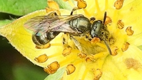 ‘Wat groeit of leeft daar in Nieuwegein’